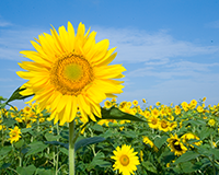 symbol_flower.png
